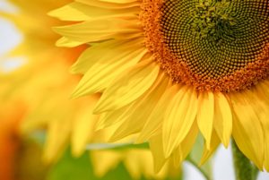 Sunflower, Image courtesy of Pixabay